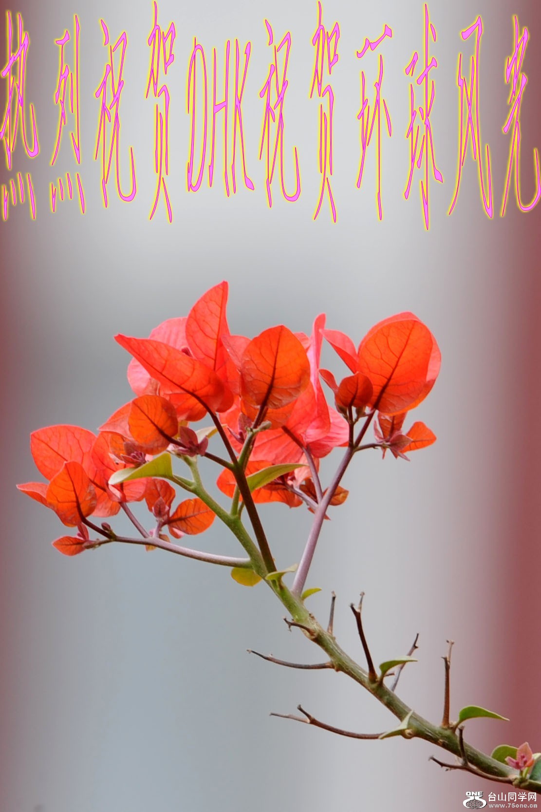 DSC_6035_conew1.jpg