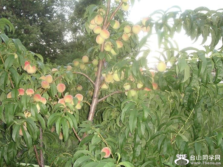 tree.JPG
