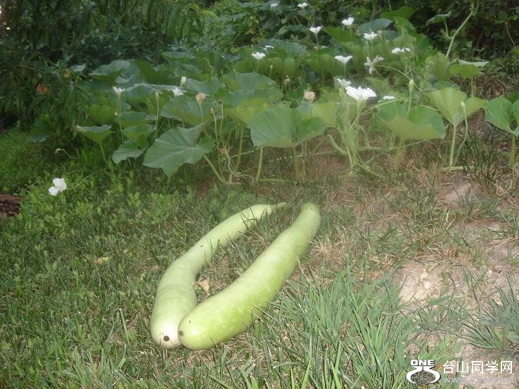 squash.JPG