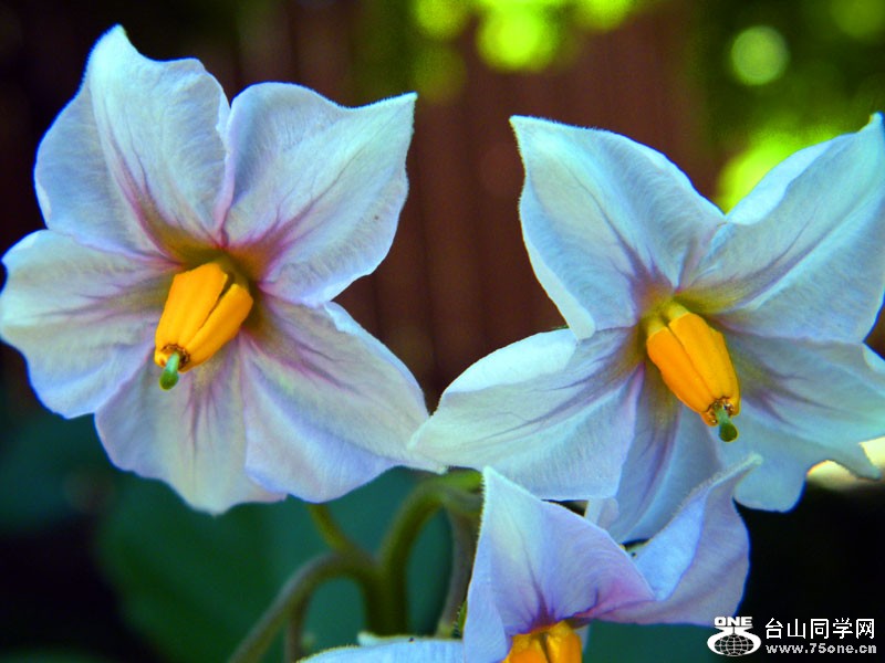 DSCF7535=0.jpg