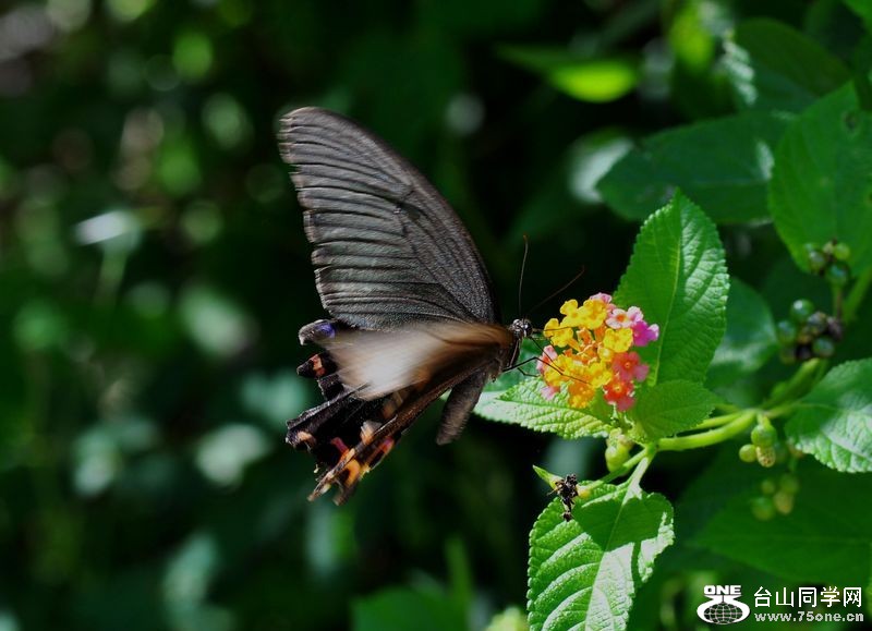 DSC_0262.JPG