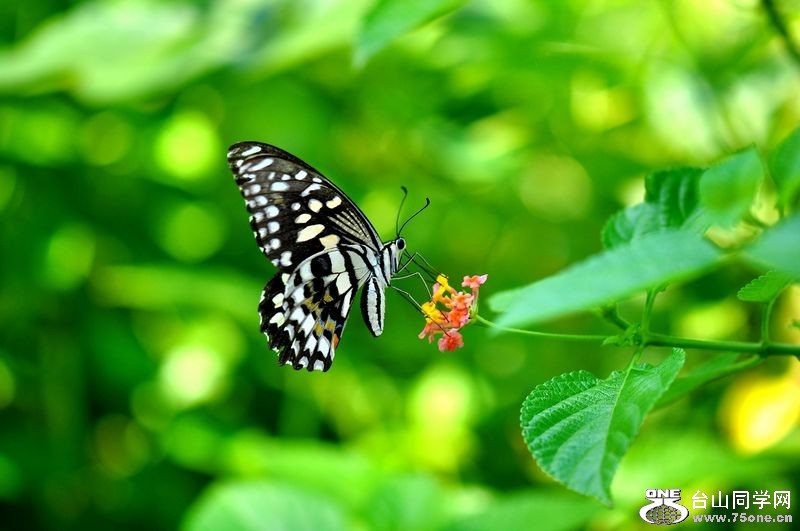82_2459_31711ab11d17ee4[1].jpg