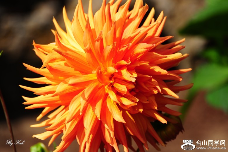 DSC_6835_conew1.jpg