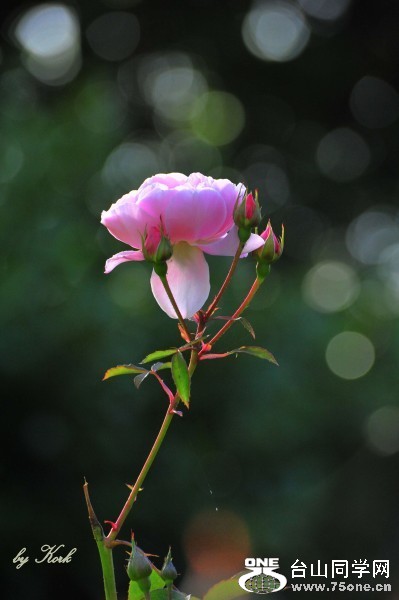 DSC_6152_conew2.jpg