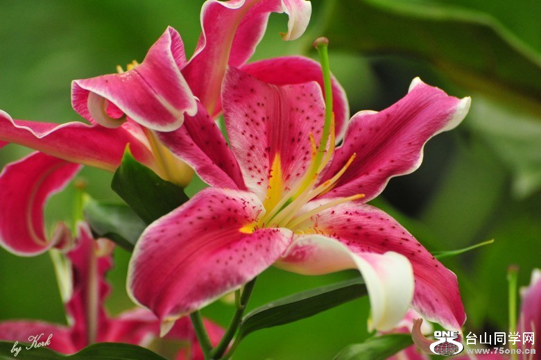 DSC_6435_conew2.jpg
