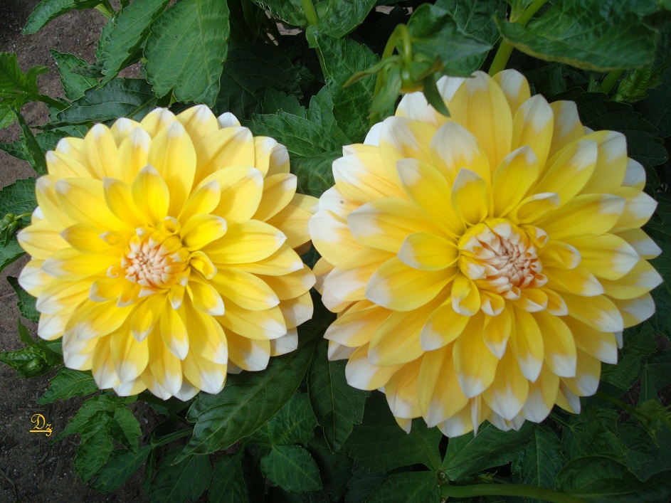 DSC09627-d.jpg