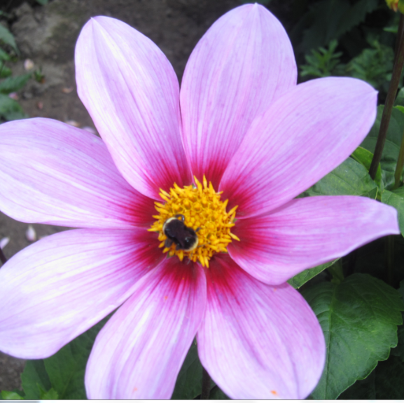 Garden -A.PNG