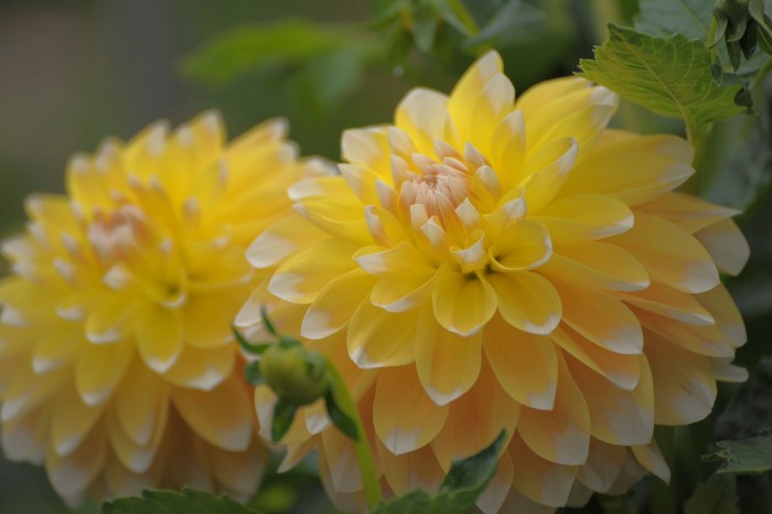 DSC_7213_conew1.jpg