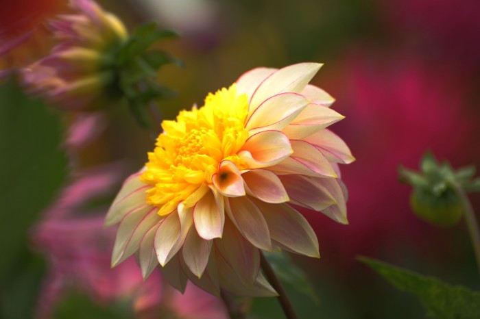 DSC_7237_conew1.jpg
