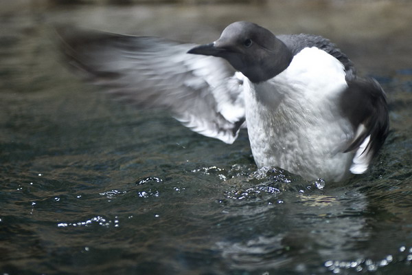 DSC_7332.jpg