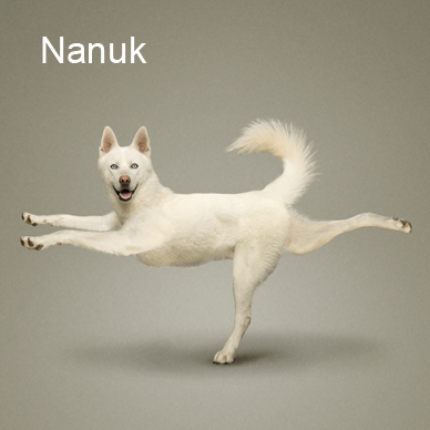 yoga dog 5.png