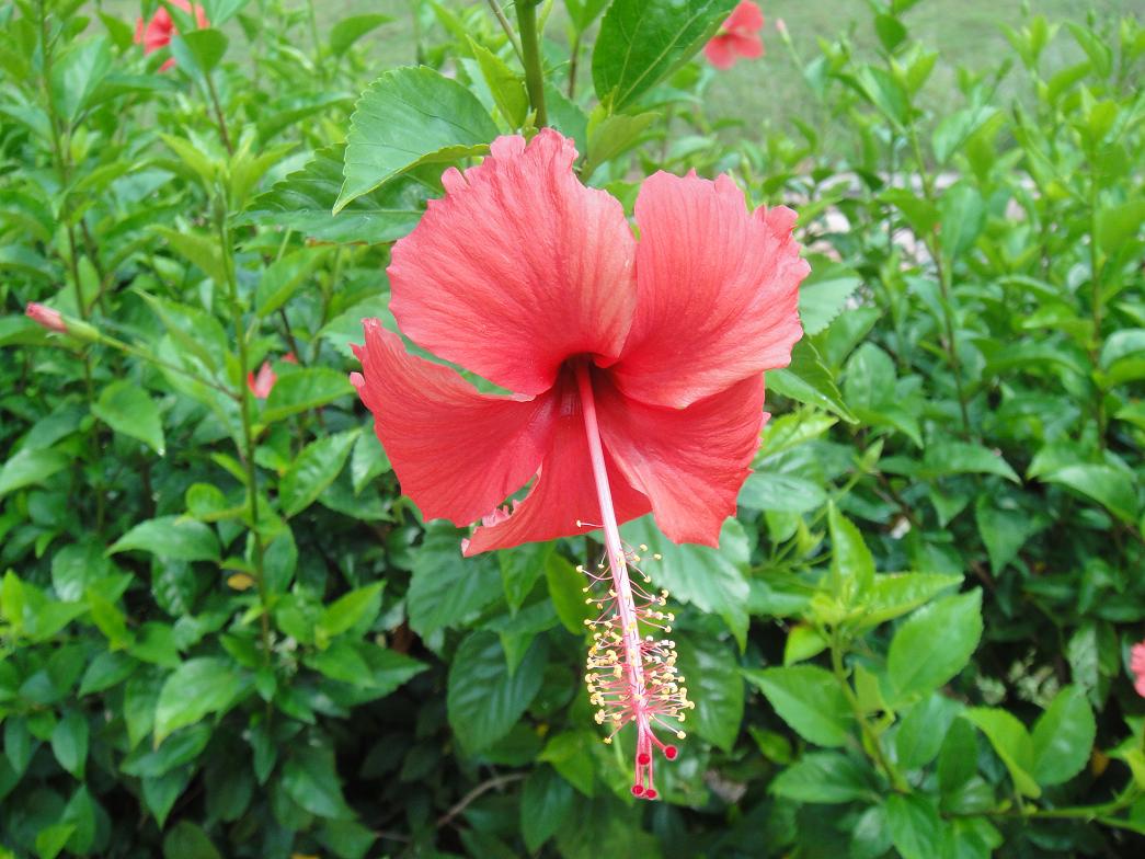 DSC02413.JPG