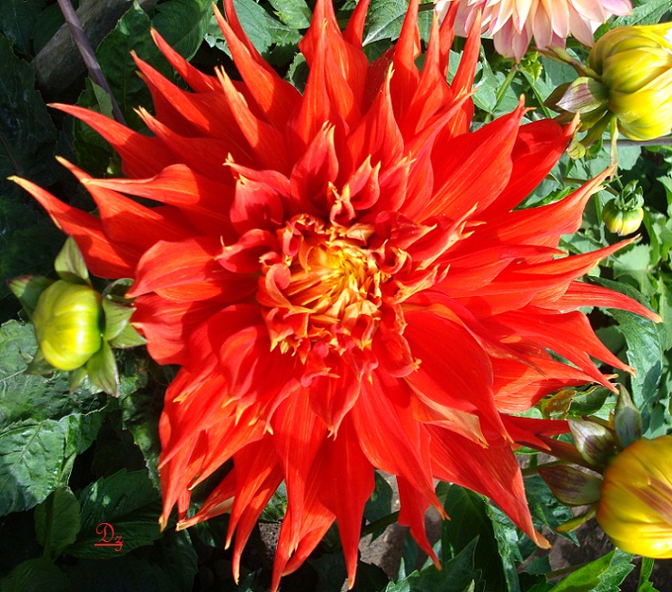 DSC09543-d.jpg