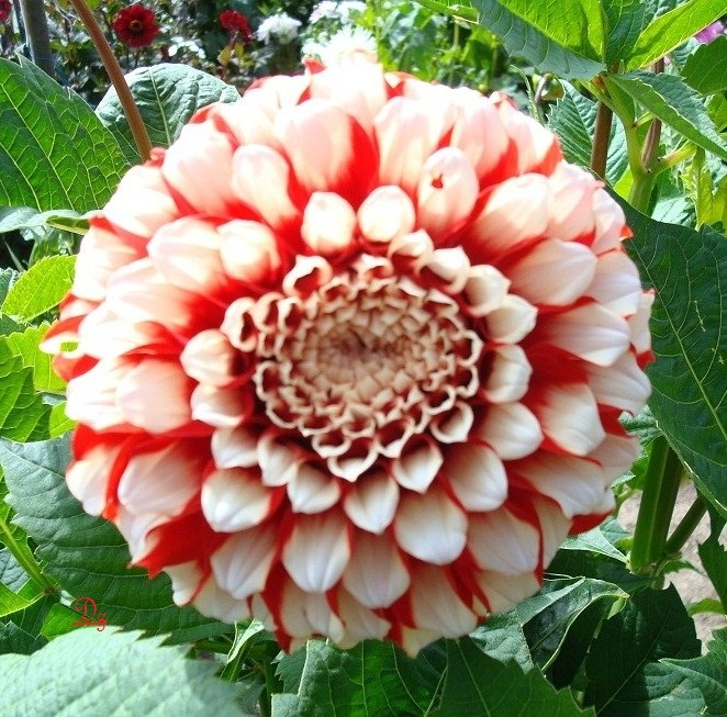 DSC09630-d.jpg