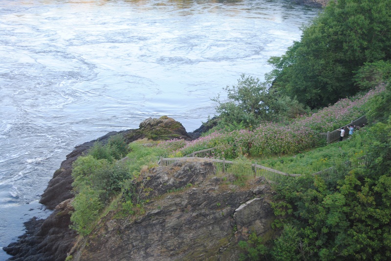 DSC_1498.JPG