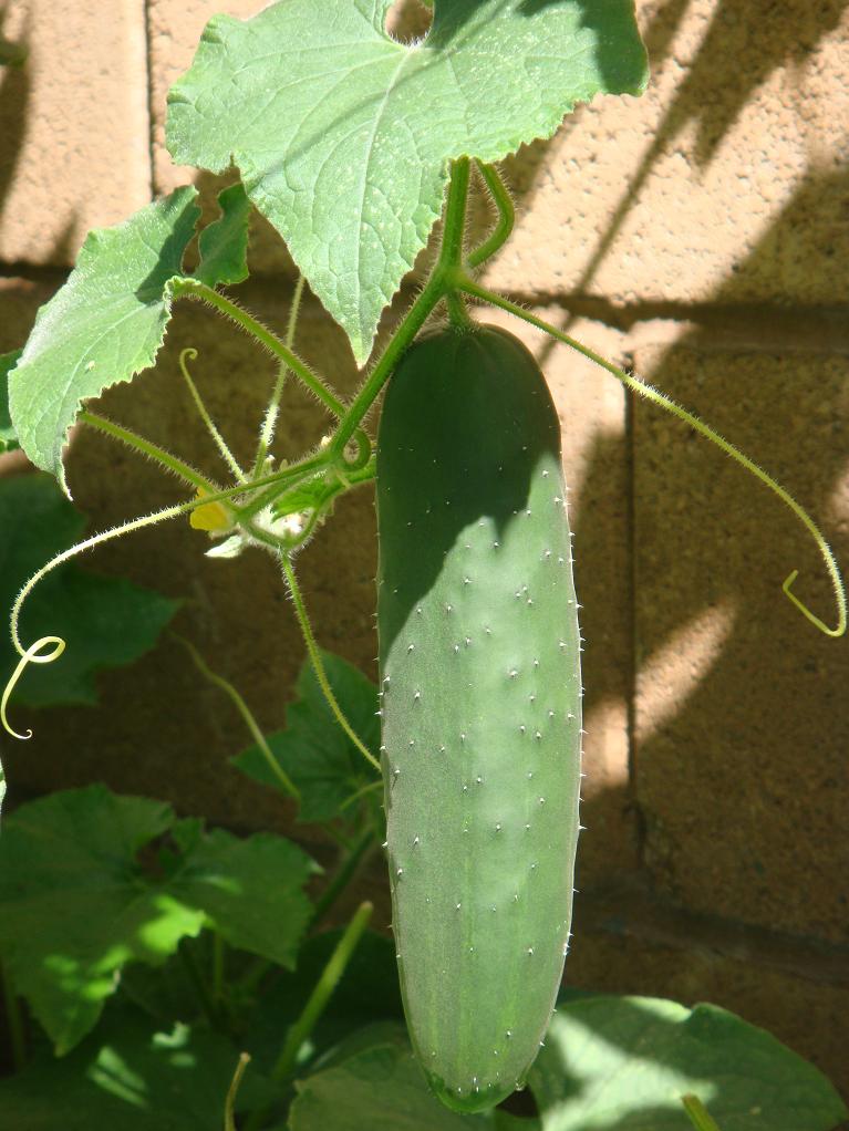 DSC04290.JPG