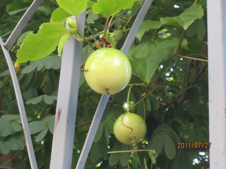 㺣 029_conew1.jpg