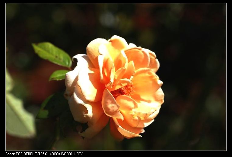 С IMG_7530.JPG
