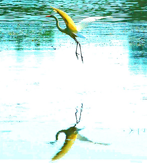 2018457057992755686_conew1.jpg