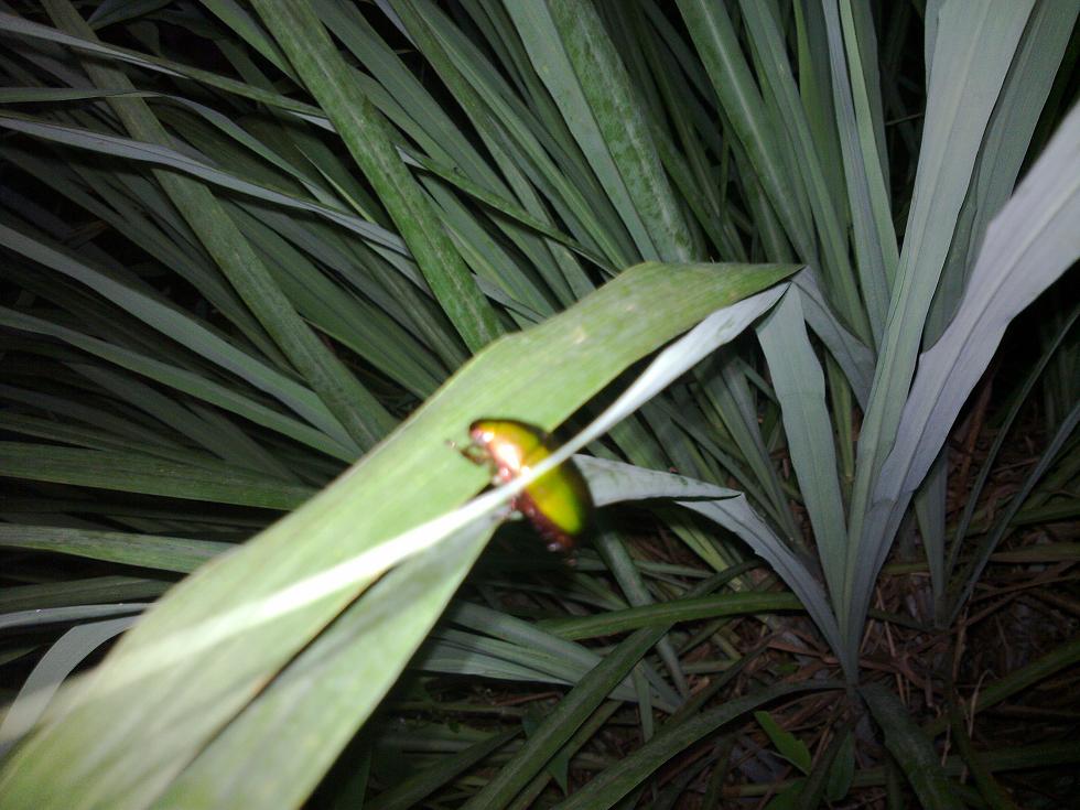 20110721894.jpg
