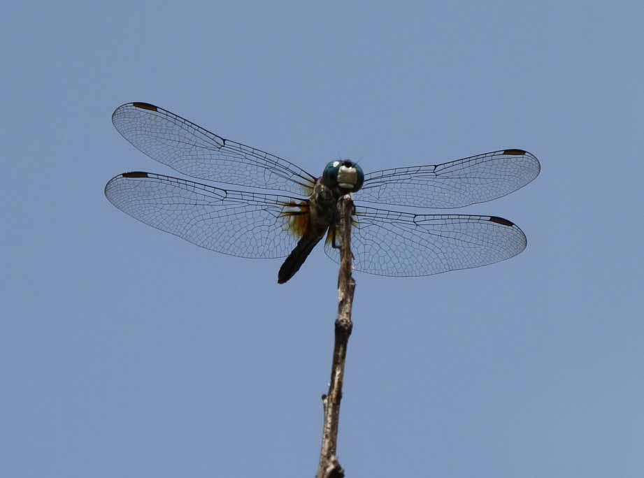 IMG_9894a.jpg