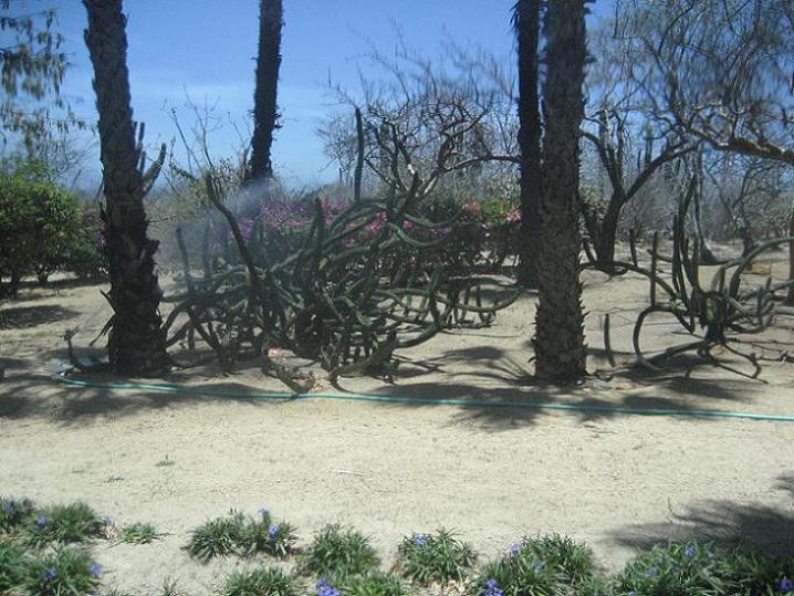mex105a.JPG