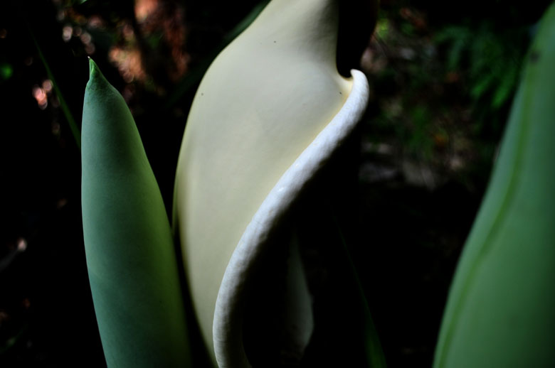 DSC_4433.jpg