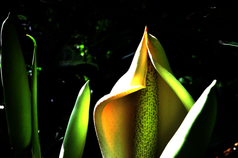 DSC_4435.jpg