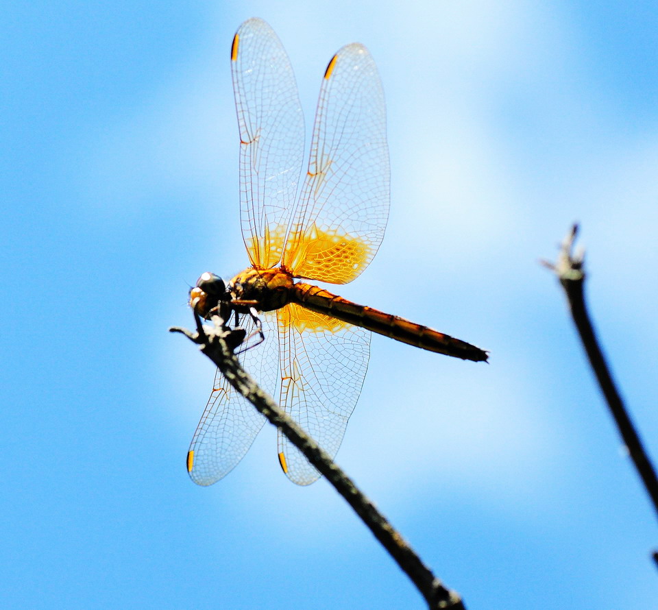 DSC_5776aa.jpg