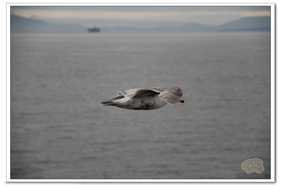 bird2.jpg