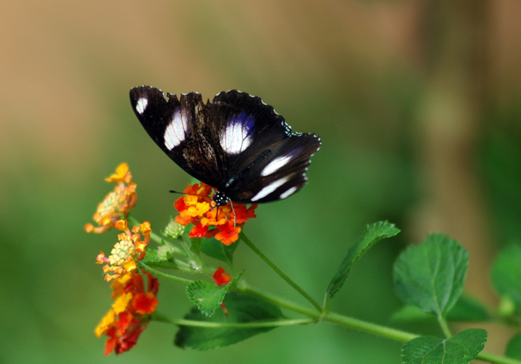 DSC_0714aa.jpg