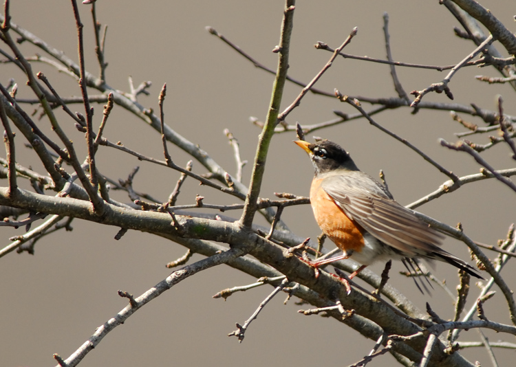 DSC_1166aa.jpg