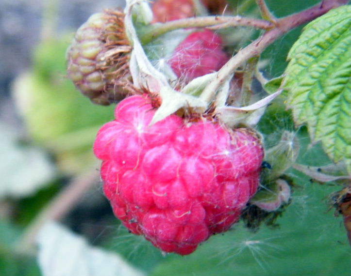 DSCF1677.JPG