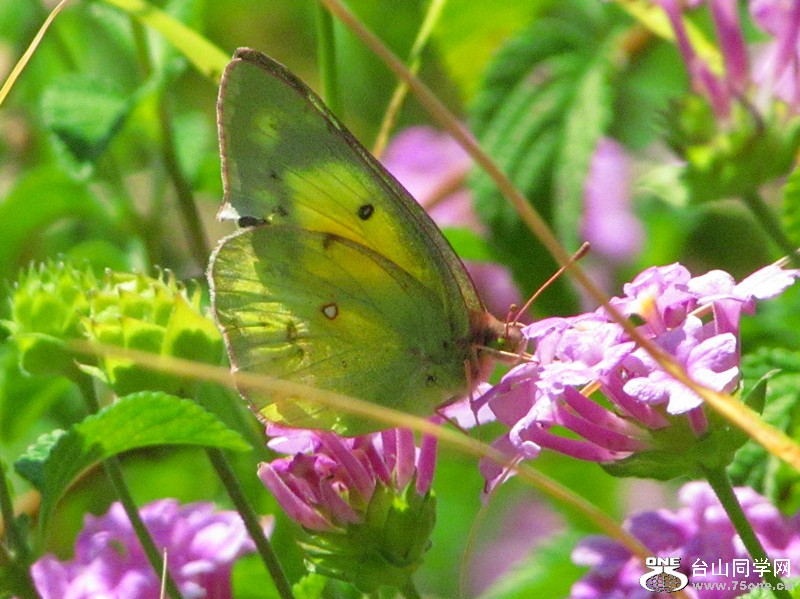img_8847_1.jpg