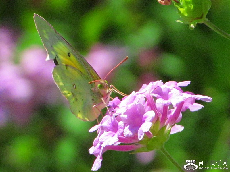 IMG_8861_1.jpg