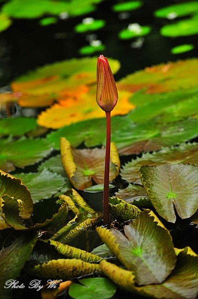 DSC_5946_conew2.jpg