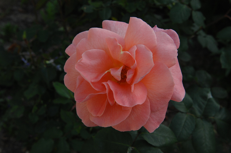 DSC_0997.JPG