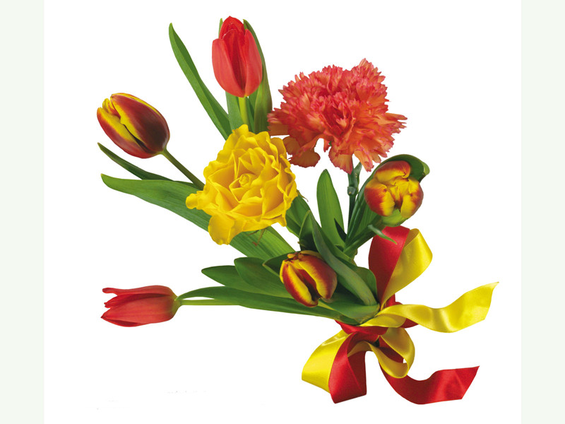 Carnation_1006_.jpg