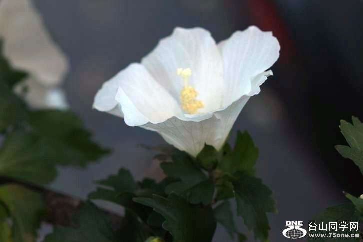 С IMG_7574.JPG