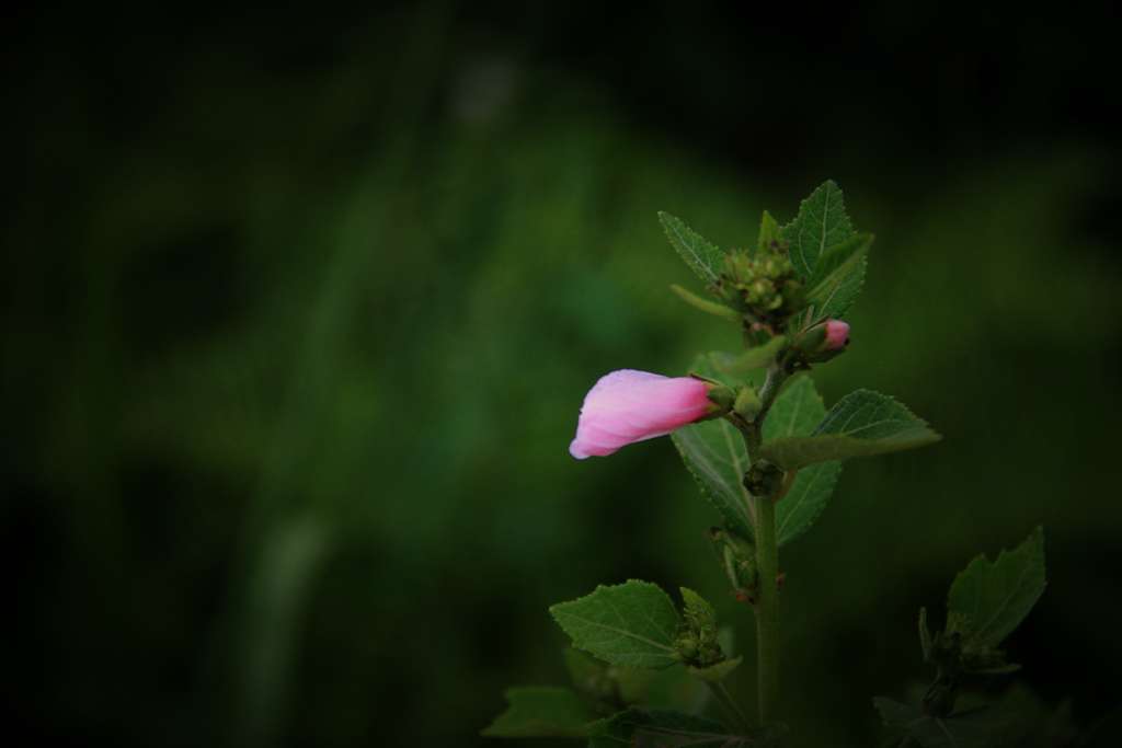 IMG_2614t.jpg
