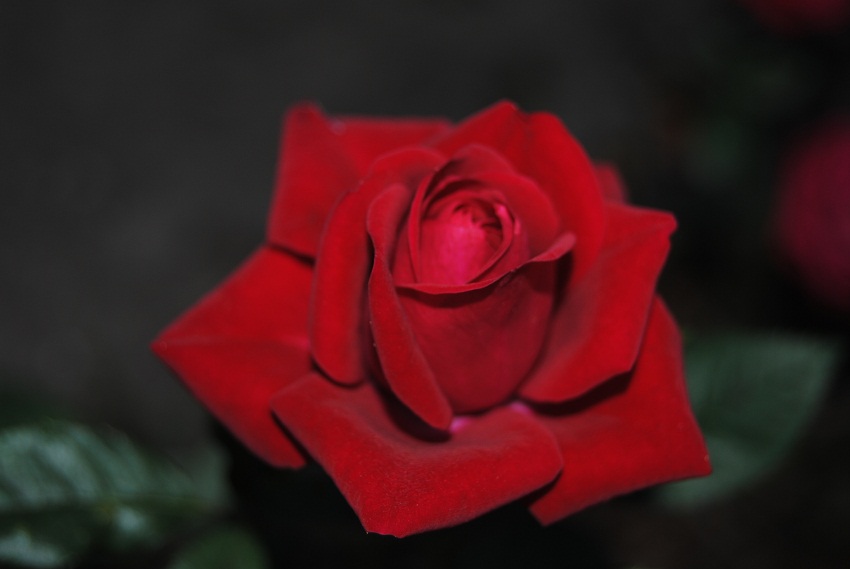 DSC_6691.JPG