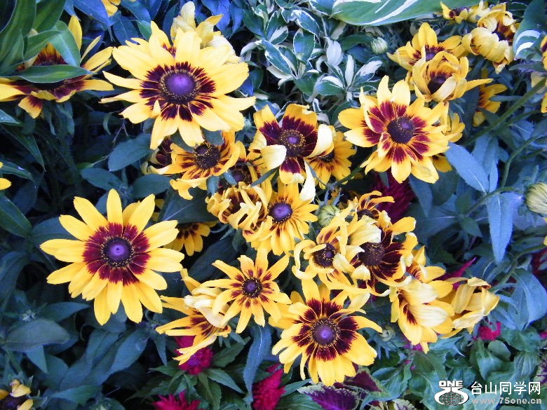 DSCF1930.JPG