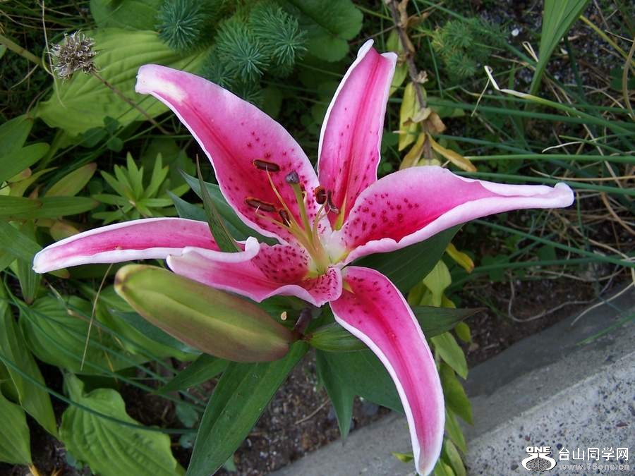 2010 995.jpg