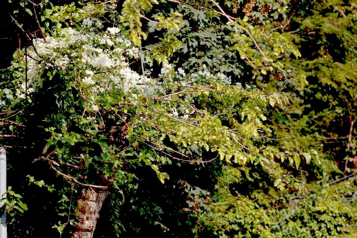 С IMG_7688.JPG