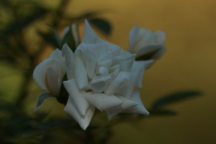 С IMG_7769.JPG