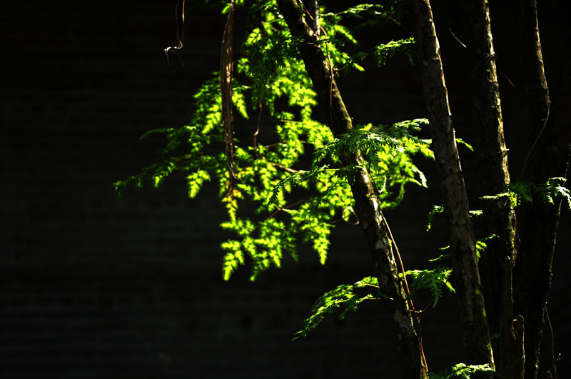 DSC_4870.jpg