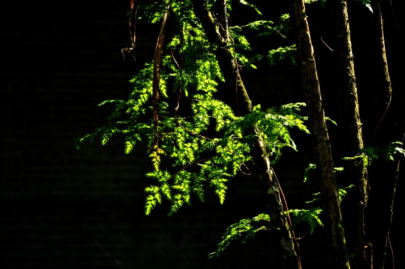 DSC_4869.jpg
