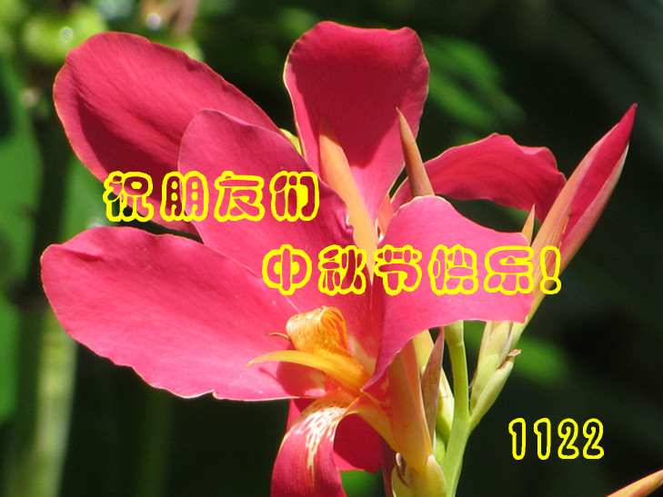 IMG_7803_1_2.jpg