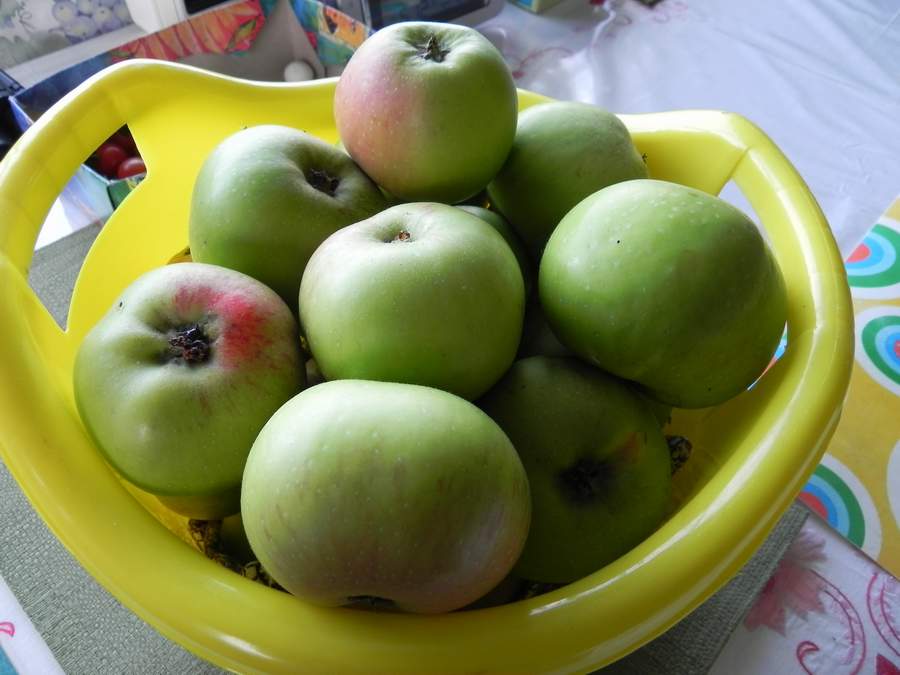 2010 944.jpg