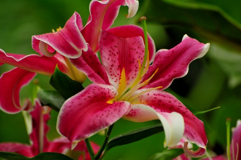 DSC_6435_conew2.jpg